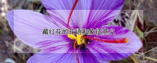 藏红花的花语和象征意义,第1图