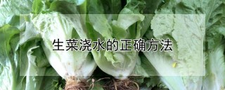 生菜浇水的正确方法,第1图