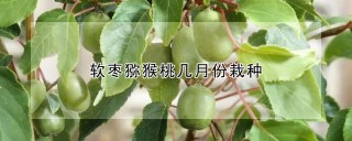 软枣猕猴桃几月份栽种,第1图