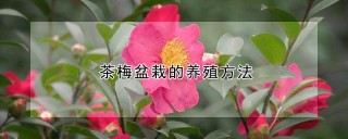 茶梅盆栽的养殖方法,第1图