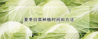 夏季白菜种植时间和方法,第1图