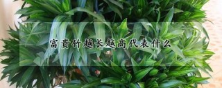 富贵竹越长越高代表什么,第1图