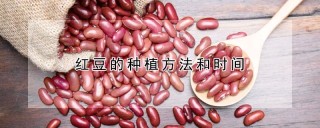 红豆的种植方法和时间,第1图