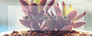 夏季多肉植物怎么养,第1图