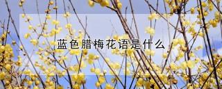 蓝色腊梅花语是什么,第1图