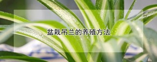 盆栽吊兰的养殖方法,第1图