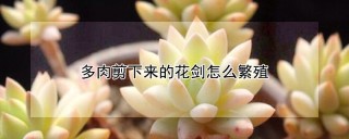 多肉剪下来的花剑怎么繁殖,第1图