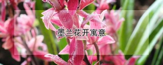 墨兰花开寓意,第1图