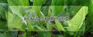 秋天适合种哪些蔬菜,第1图