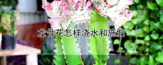 龙骨花怎样浇水和施肥,第1图