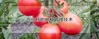 西红柿的种植管理技术,第1图