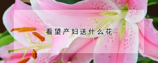 看望产妇送什么花,第1图