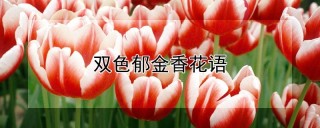 双色郁金香花语,第1图