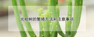 光棍树的繁殖方法和注意事项,第1图