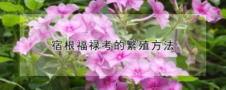 宿根福禄考的繁殖方法,第1图