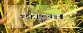 黄豆的种植和管理,第1图