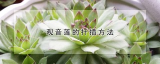 观音莲的扦插方法,第1图