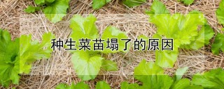 种生菜苗塌了的原因,第1图