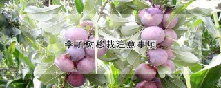 李子树移栽注意事项,第1图