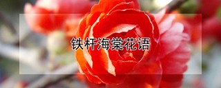 铁杆海棠花语,第1图