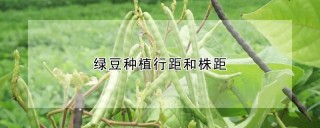 绿豆种植行距和株距,第1图