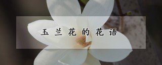 玉兰花的花语,第1图