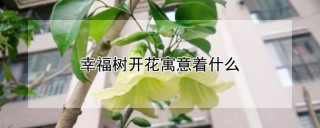 幸福树开花寓意着什么,第1图