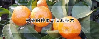 柑橘的种植方法和技术,第1图