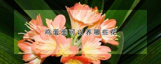 鸡蛋壳可以养哪些花,第1图