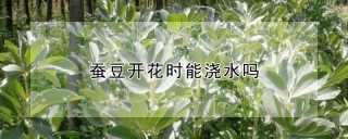 蚕豆开花时能浇水吗,第1图