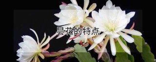 昙花的特点,第1图