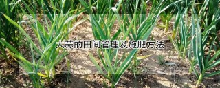 大蒜的田间管理及施肥方法,第1图