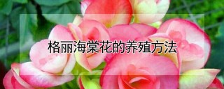 格丽海棠花的养殖方法,第1图