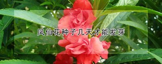 凤仙花种子几天才能发芽,第1图