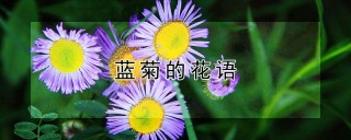 蓝菊的花语,第1图