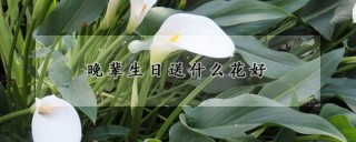 晚辈生日送什么花好,第1图