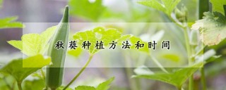 秋葵种植方法和时间,第1图