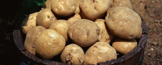 土豆管理和增产方法,第1图