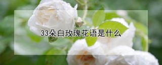 33朵白玫瑰花语是什么,第1图