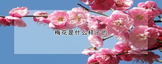 梅花是什么样子的,第1图