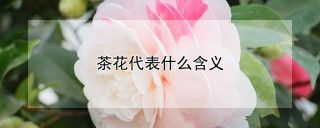 茶花代表什么含义,第1图