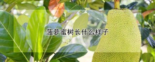 菠萝蜜树长什么样子,第1图