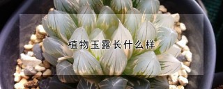 植物玉露长什么样,第1图