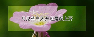 月见草白天开还是晚上开,第1图