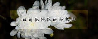 白菊花的花语和象征,第1图