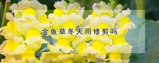 金鱼草冬天用修剪吗,第1图