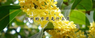 杭州的市花是什么花,第1图