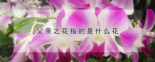 父亲之花指的是什么花,第1图