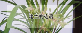 建兰的花语,第1图