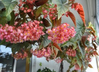 盆栽海棠花的种类，盘点最令人赏心悦目六大种类,第2图